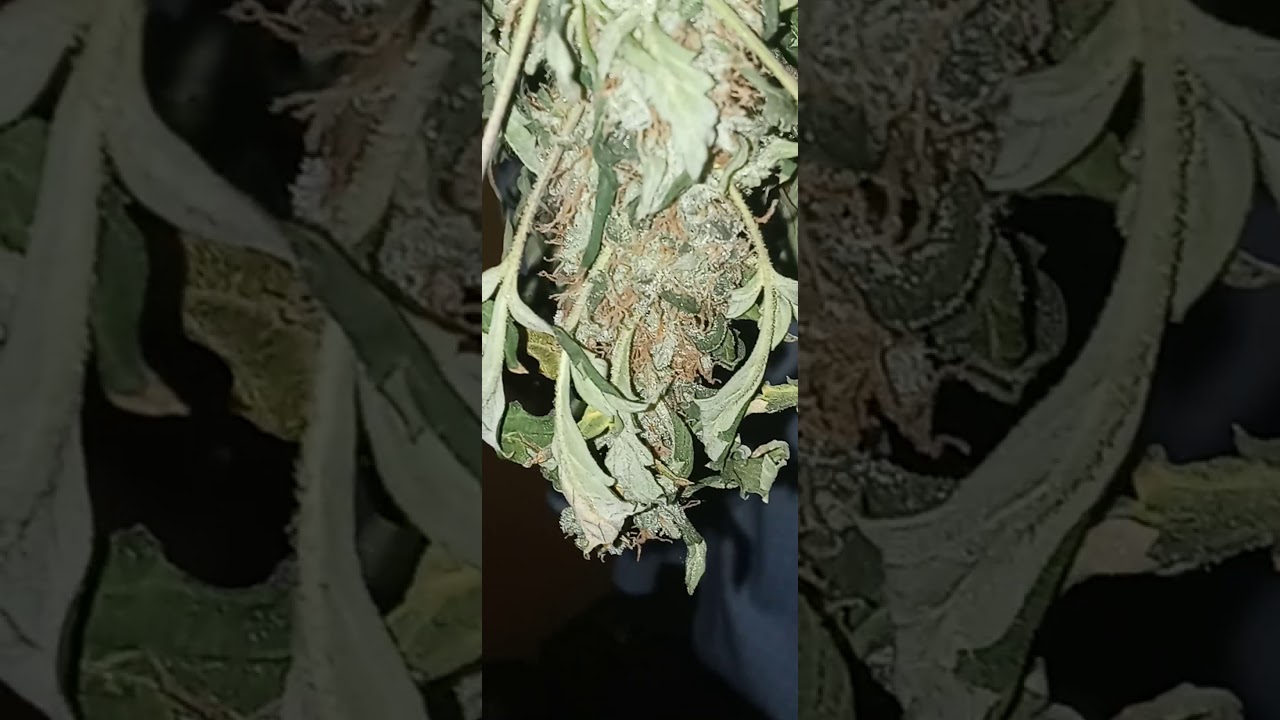 Hindu Kush