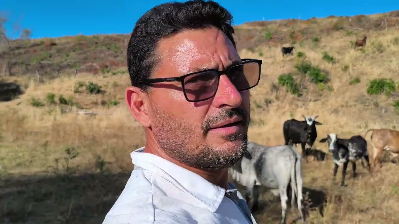 MEU TERRENO ONDE CRIO +80 CABEÇAS DE GADO !