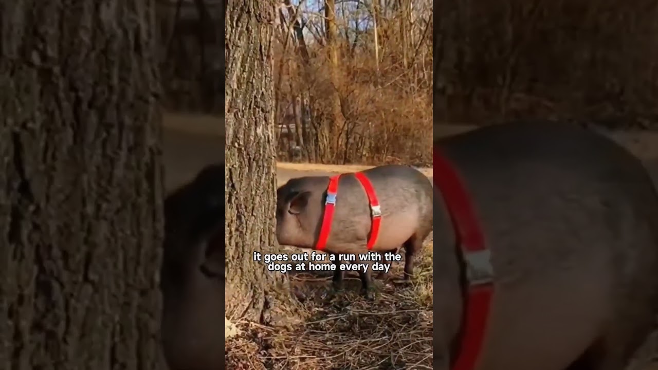 The Incredible Transformation of a Black Pig!#animals #foryou #shortvideo #shorts #pig