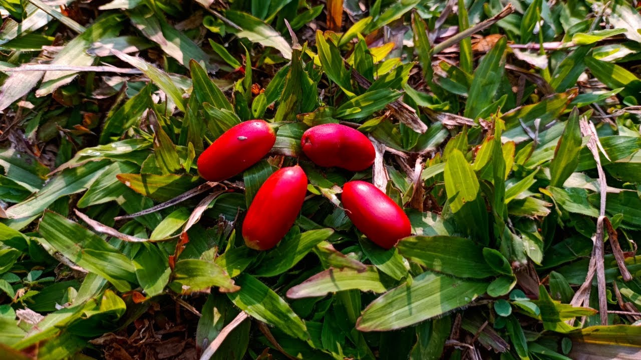 Miracle fruit plant