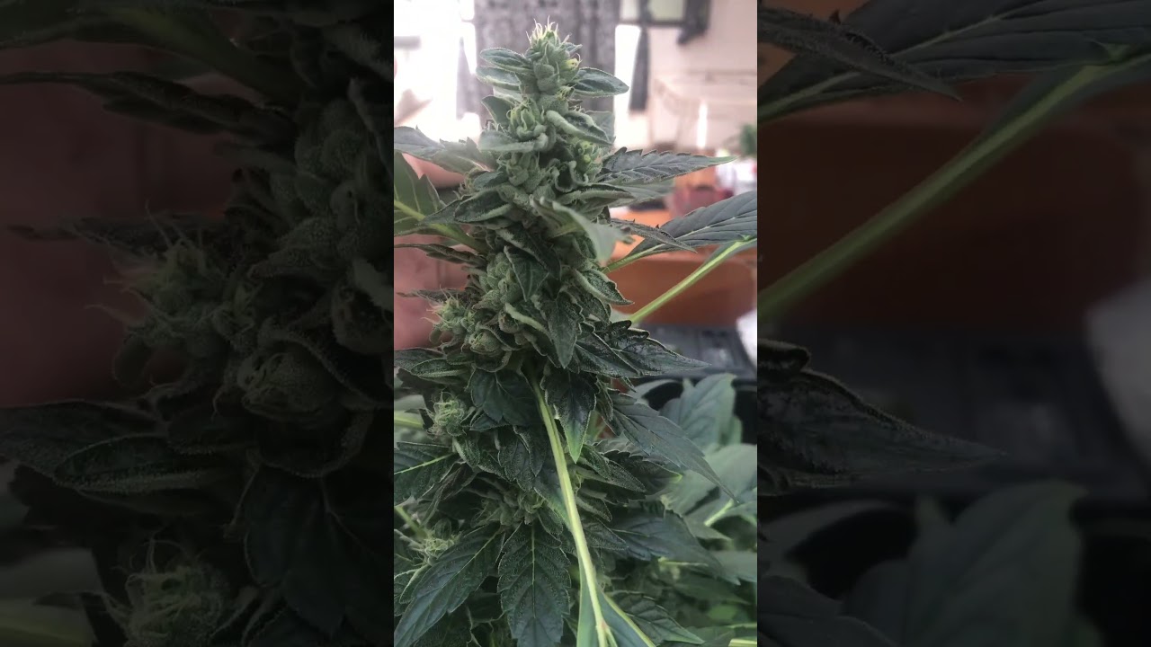 💎💎Diamond 💎💎 THC 22% #cannabiseducation #canabis_sativa #cannabisdaily #cannabisbenefits