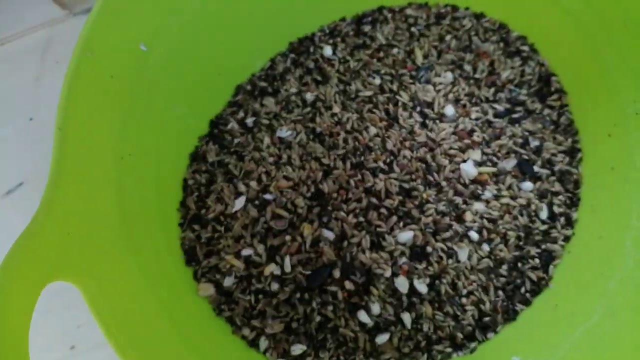 Cisticka zrnin 1