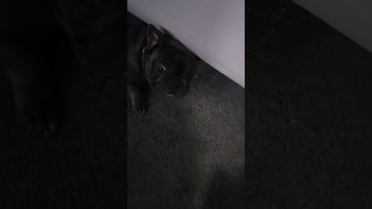 MOJO THE FRENCHIE 🐶 GETS HIGH 🤣🤣 #dog #youtubeshorts #shorts #funny #comedy #frenchie #bulldogs