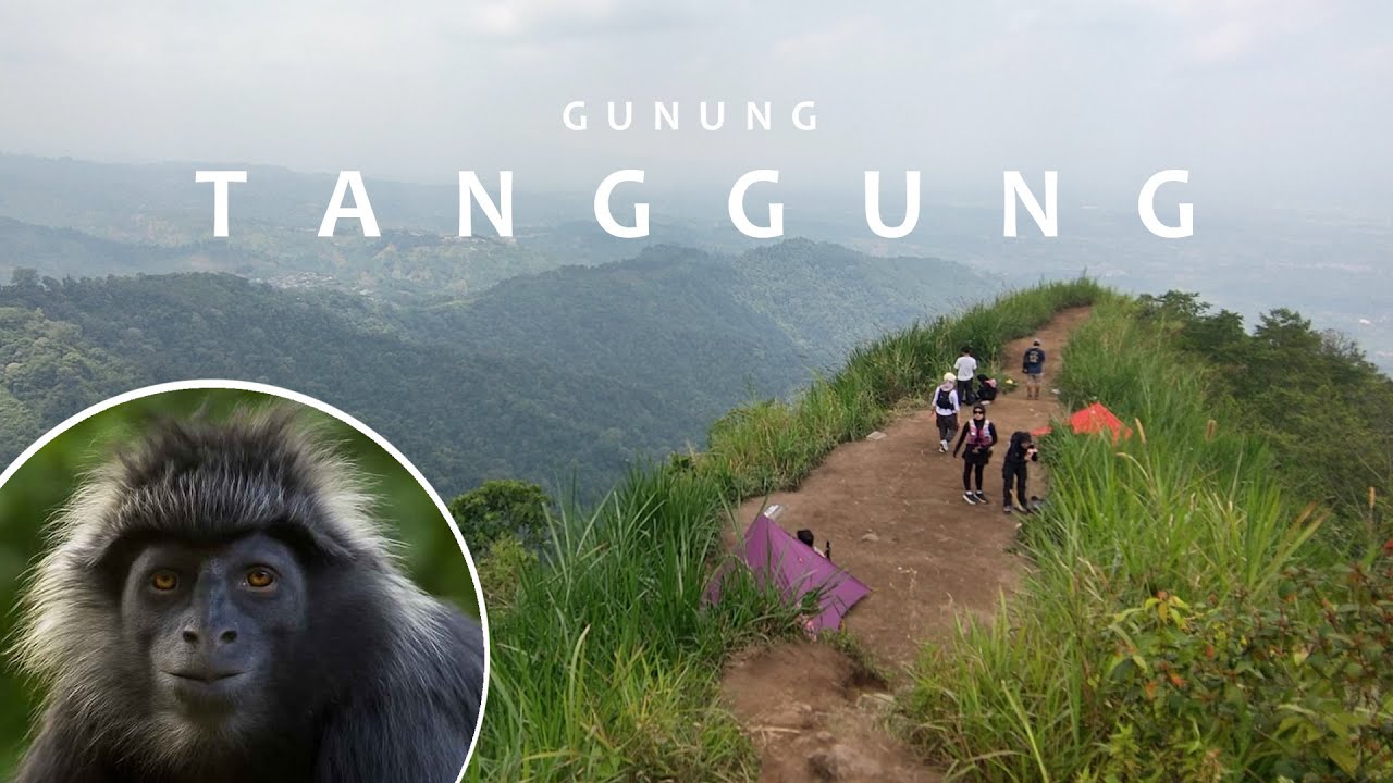 Bisa Lihat Lutung Jawa Langsung di Habitat Aslinya. Gunung Tanggung