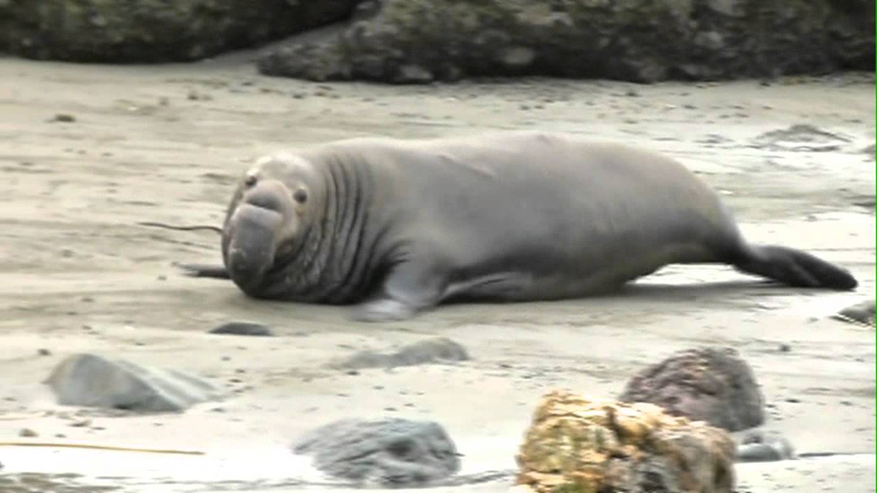 Adult Male ESeals on the Run