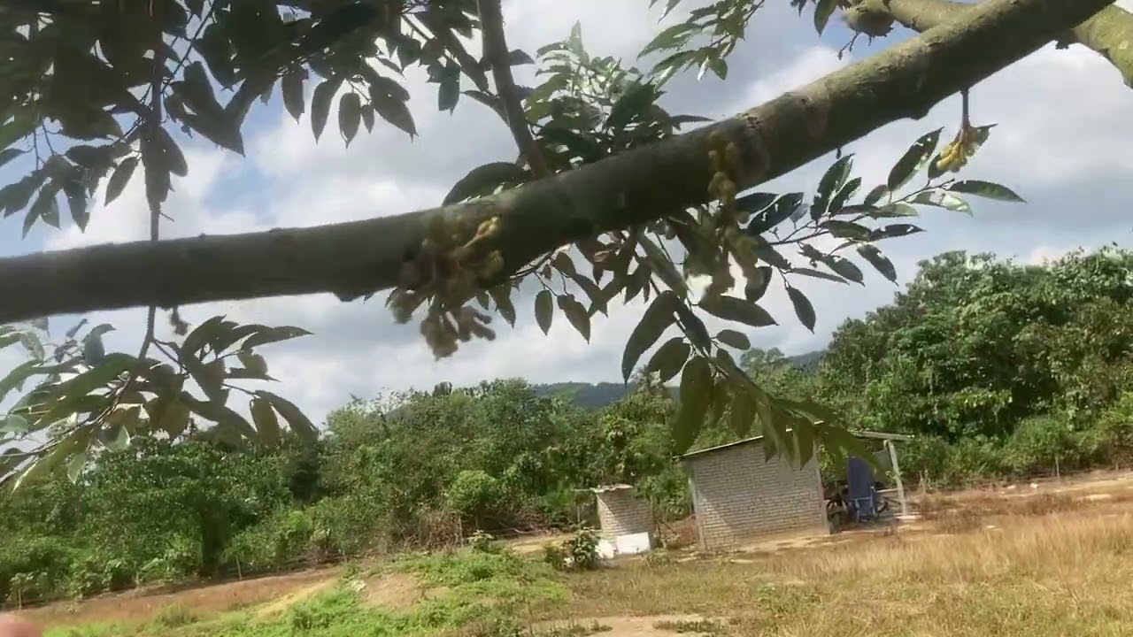 Pokok Duri Hitam Belajar Berbunga 1 Ranting Saja