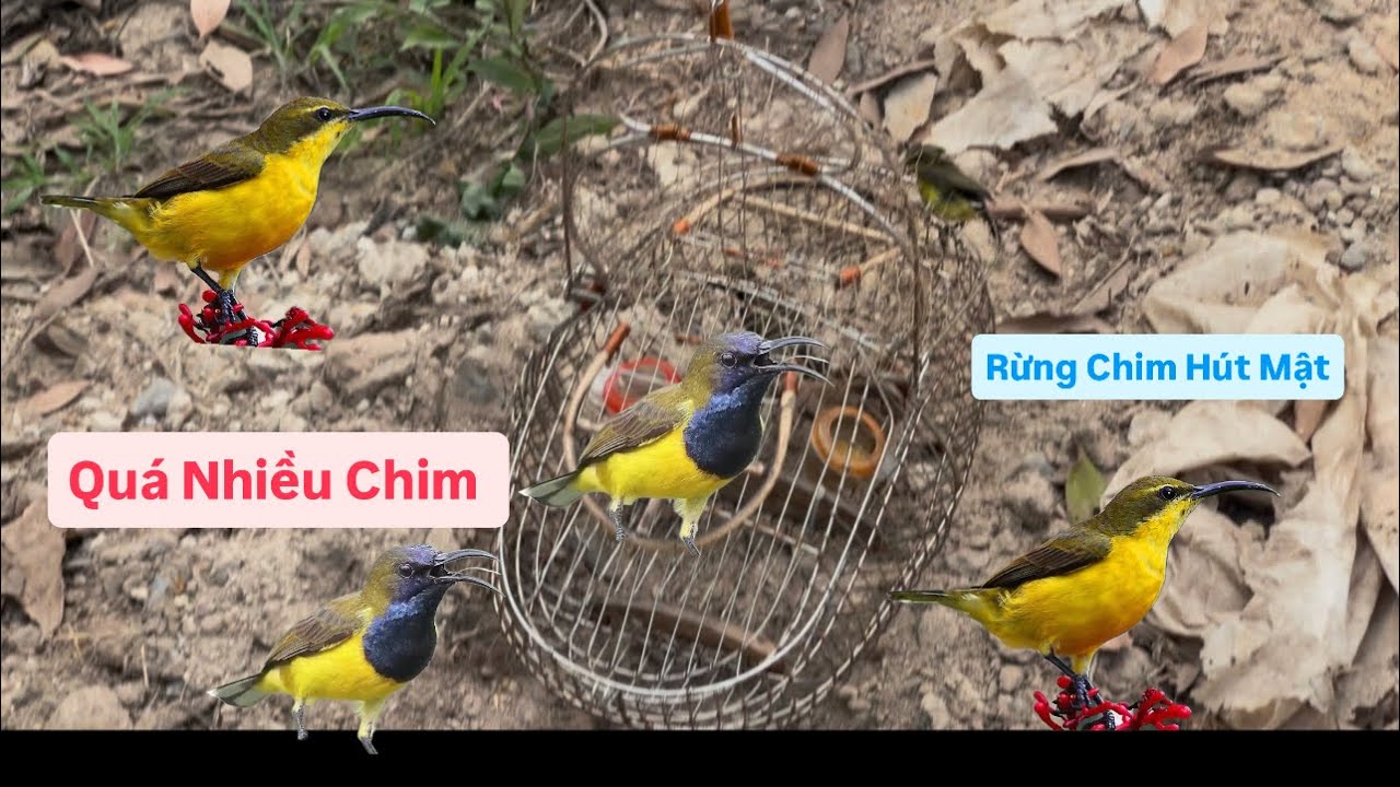 Đi Bẫy Chim Hút Mật Gặp Cả Đàn Hút Mật Quá Nhiều Chim 