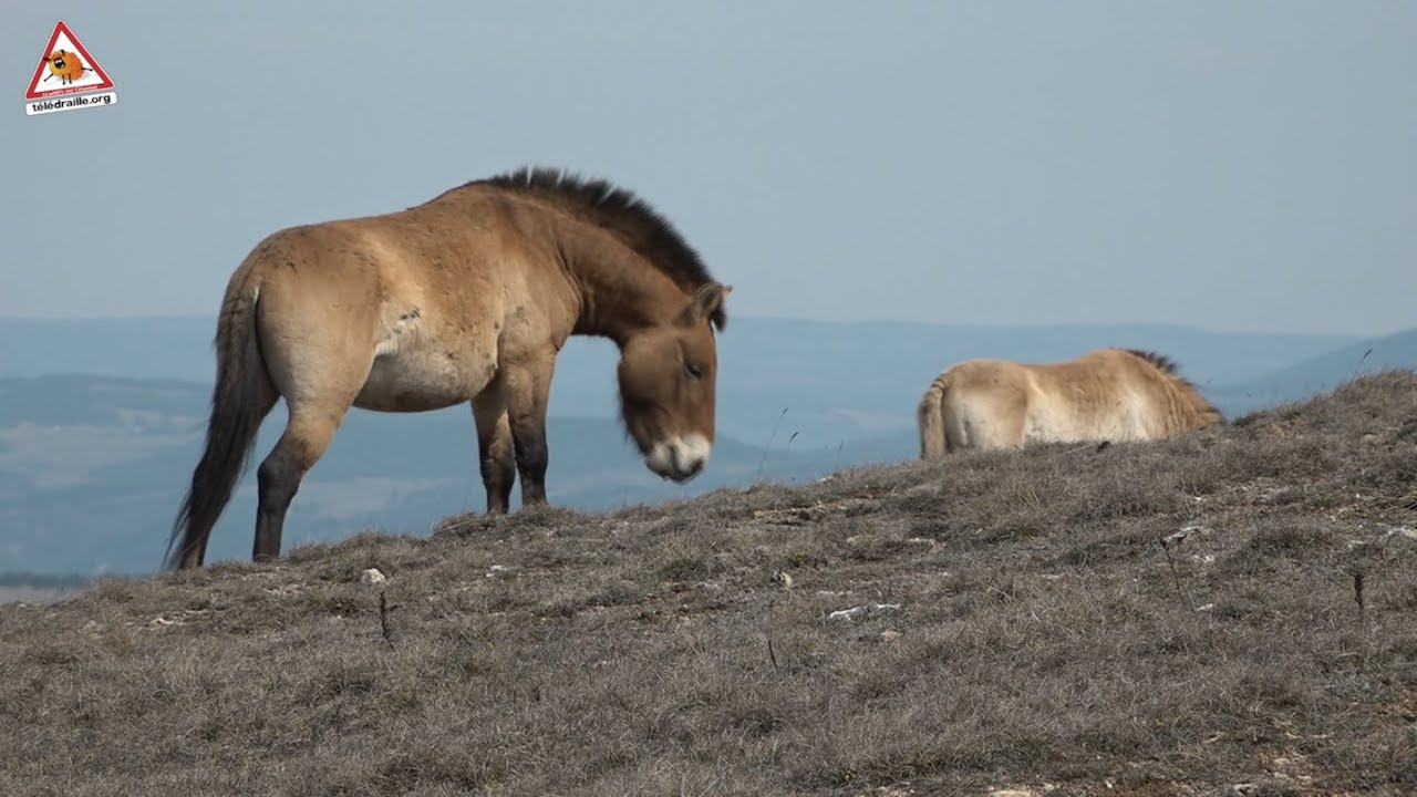 Takh, le cheval de Przewalski