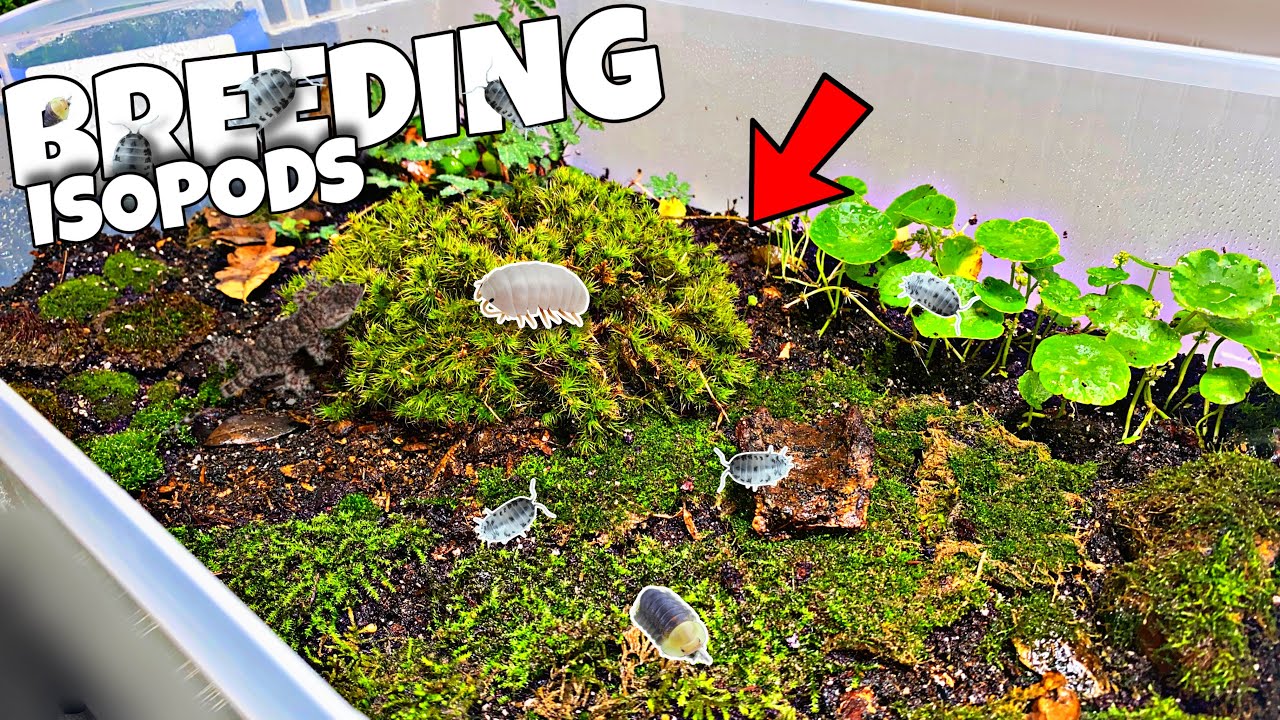 Breeding 1000's of Isopods in DIY Terrarium!?! (PROFIT)