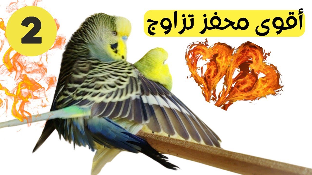 جربت أقوى محفز تزاوج لعصفور البادجي 🔥 ؟