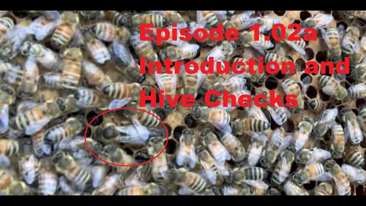 Introduction and Hive Checks | Episode 1.02a | Red Barn Honey Bees