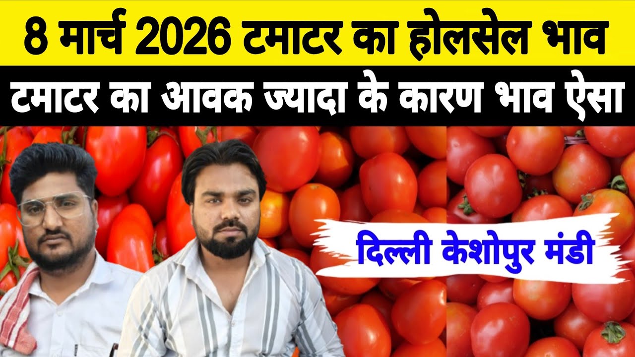 8 March 2026 Delhi 🍅 टमाटर होलसेल भाव | Keshopur Mandi | Today Tomato Rate #tamatar #tamatarmandi
