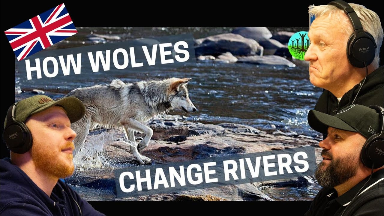 How Wolves Change Rivers REACTION!! | OFFICE BLOKES REACT!!
