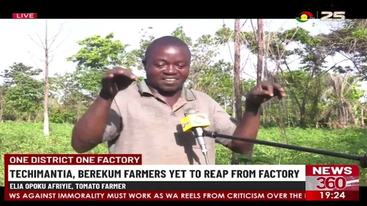 One District On Factory: Techimantia, Berekum Farmers Yet To Reap from Factory