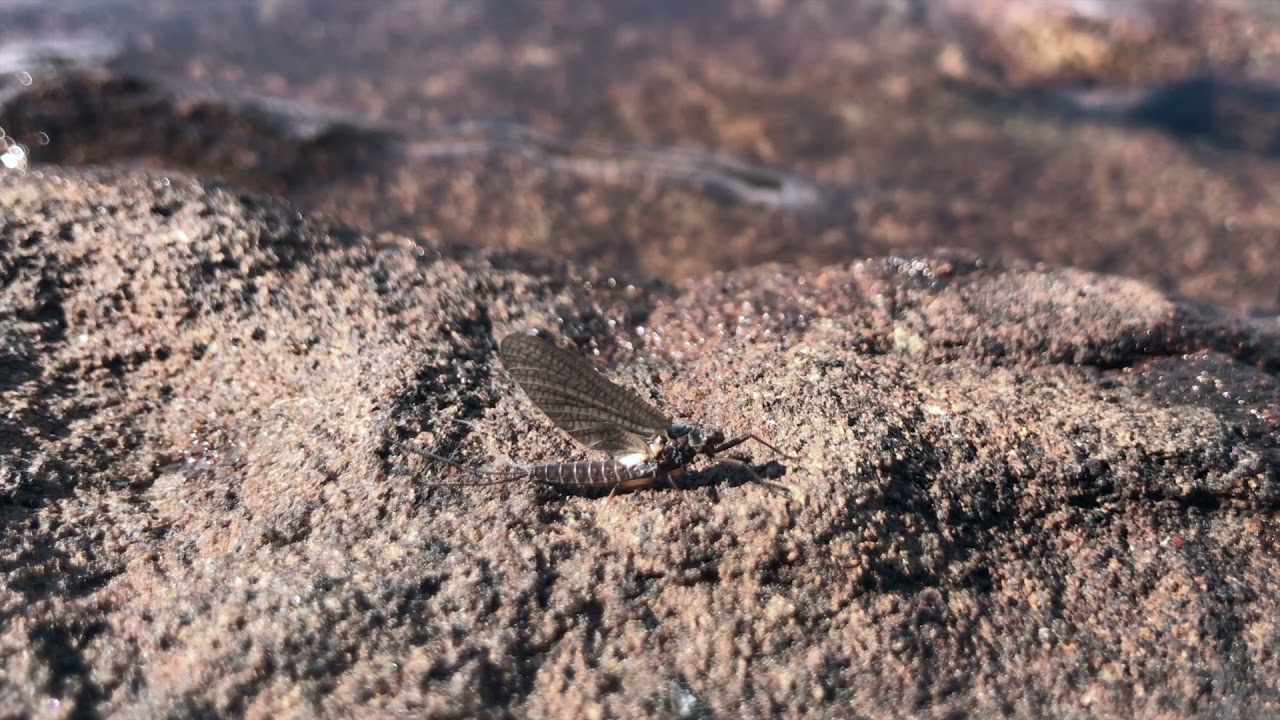 Marginata - Som en seilbåt på vannet