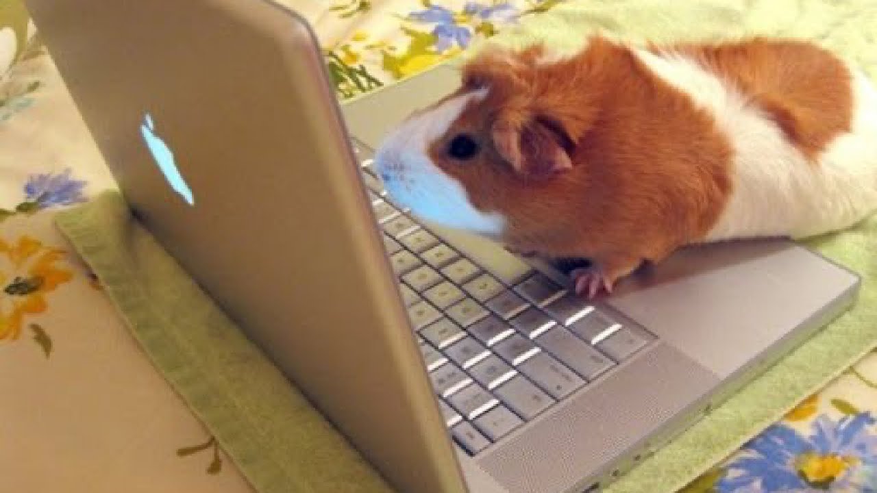 Chat 101: Making any chatroom interaction on the Internet less autistic
