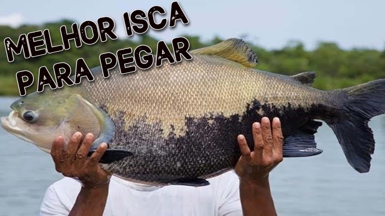 AS MELHORES ISCAS PRA PESCAR TAMBAQUI.
