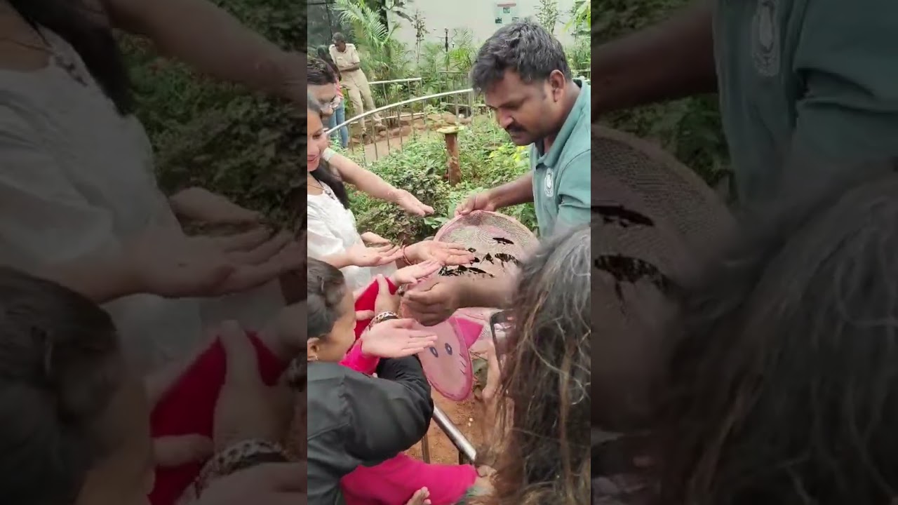 Butterfly Park Bannerghatta #butterfly #butterflies #titli #shorts #viralvideo #short #trending #yt