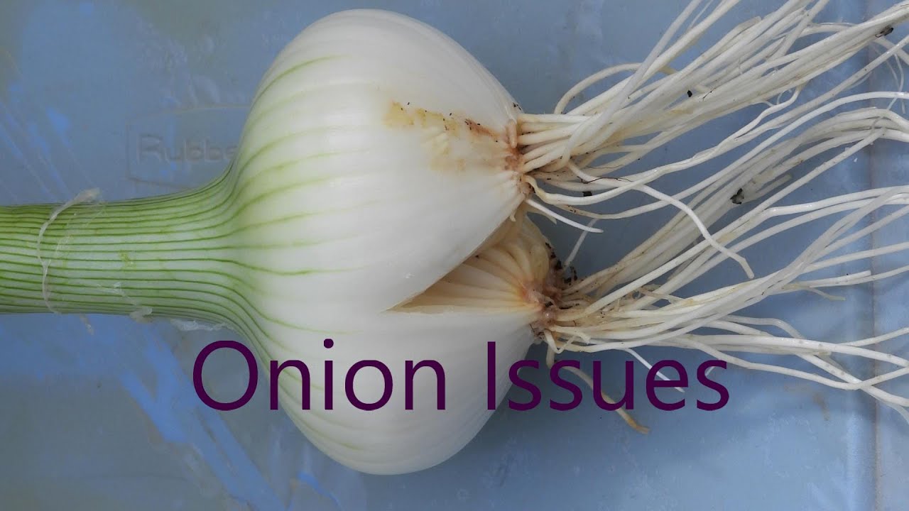 Problems with My Onions