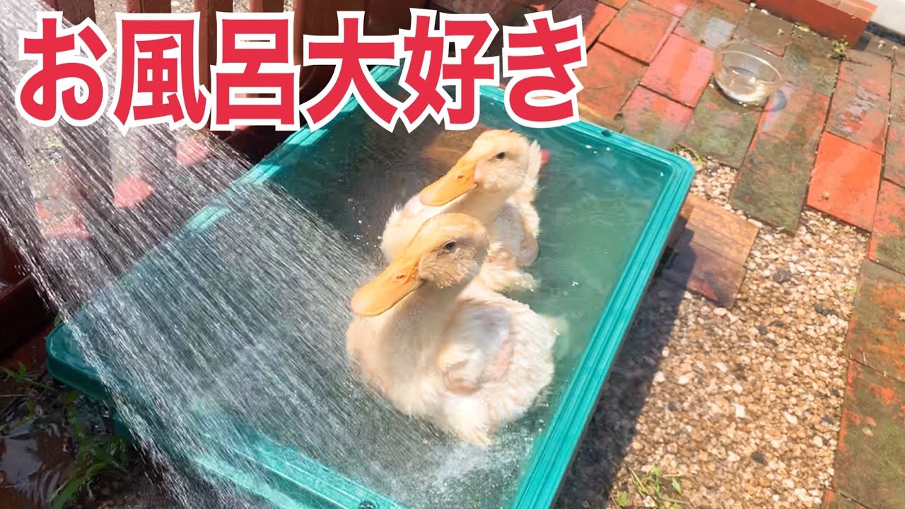水浴び大好き！アヒルのお風呂タイムノーカット【かわいい水浴び】