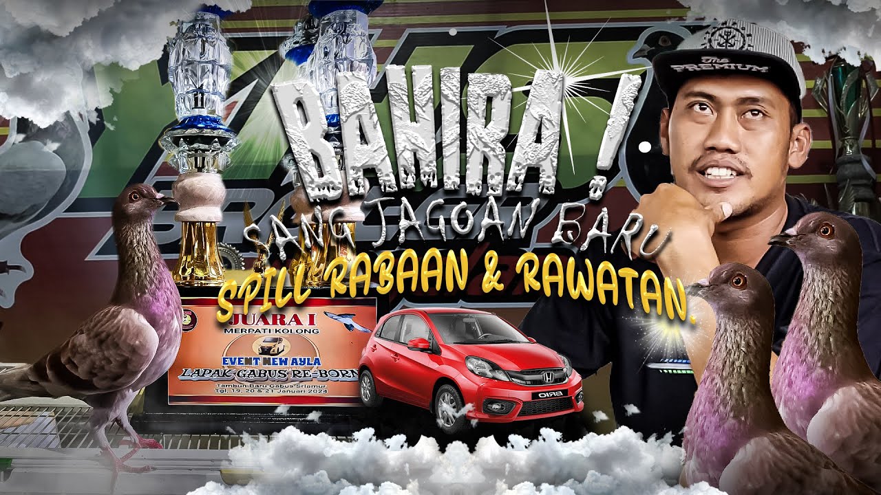 INI DIA BAHIRA ! MERPATI VIRAL DI AWAL TAHUN 2024,ISTIMEWA SPILL LANGSUNG DI KANDANG COKRO37