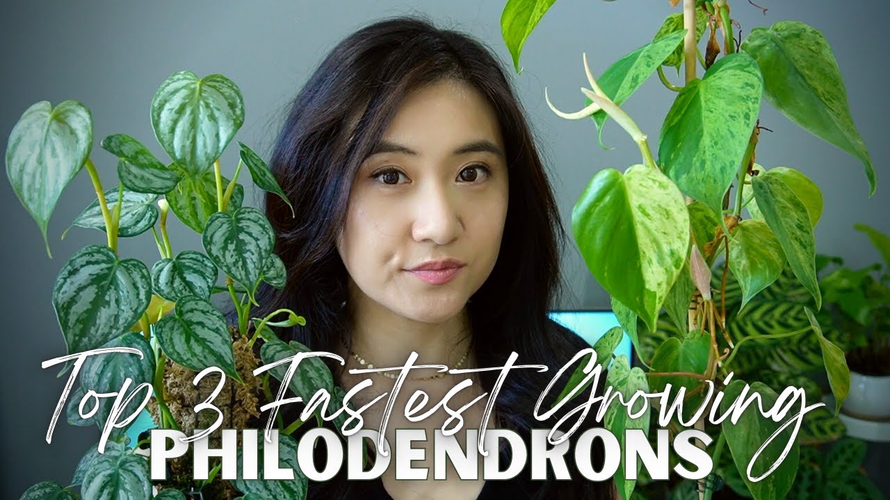 Fastest Growing Houseplants | Philodendrons Edition