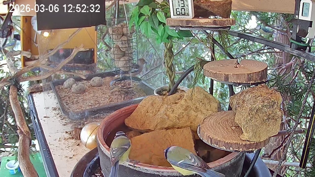 Später Vormittag am Vogel-Spa, Teil 2 (06.03.2026)