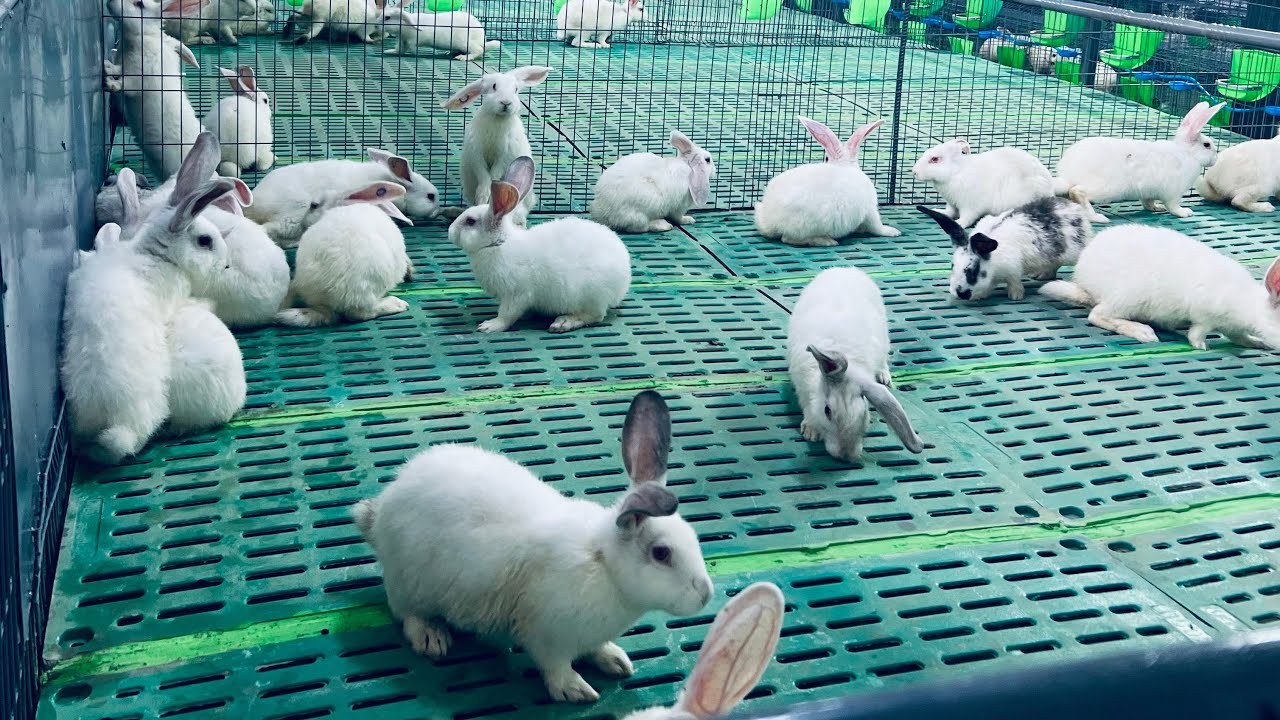VOICI LES CAGES QU’IL TE FAUT POUR TON ÉLEVAGE DE LAPINS✍️