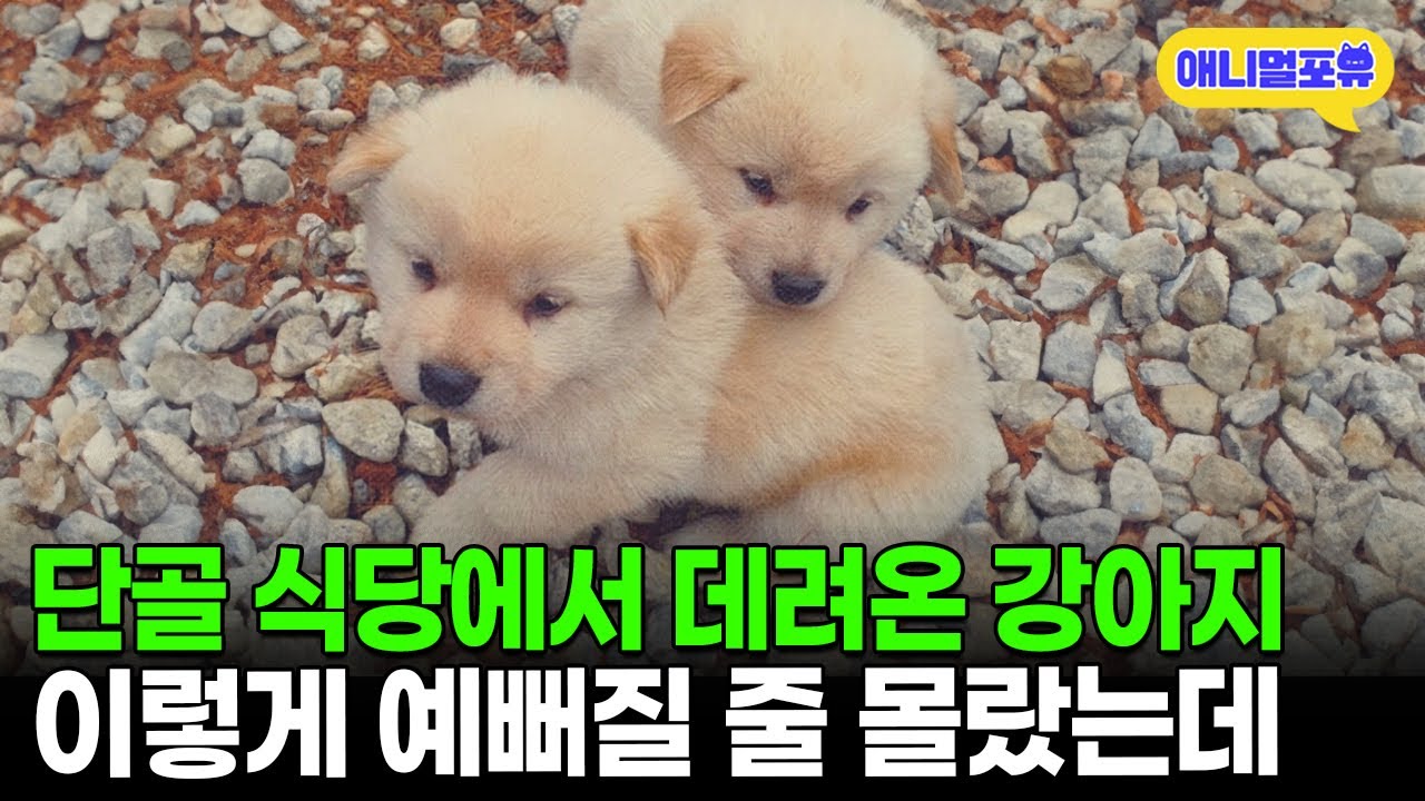 단골 식당에서 데려온 강아지 두 마리, 지극 정성으로 키웠더니 I KBS 동물극장 단짝 231125 방송