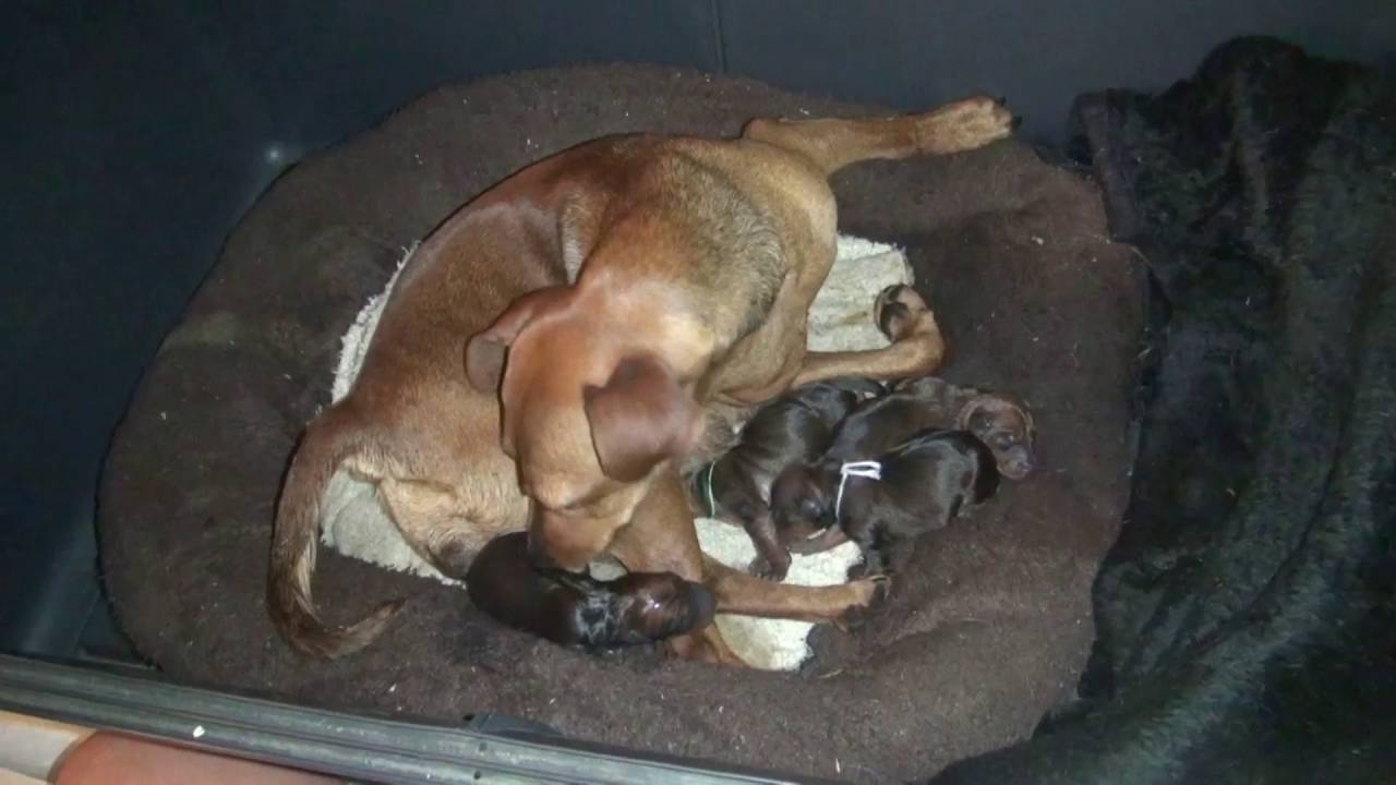 Welpengeburt Zwergpinscher - Genja mit Dobby