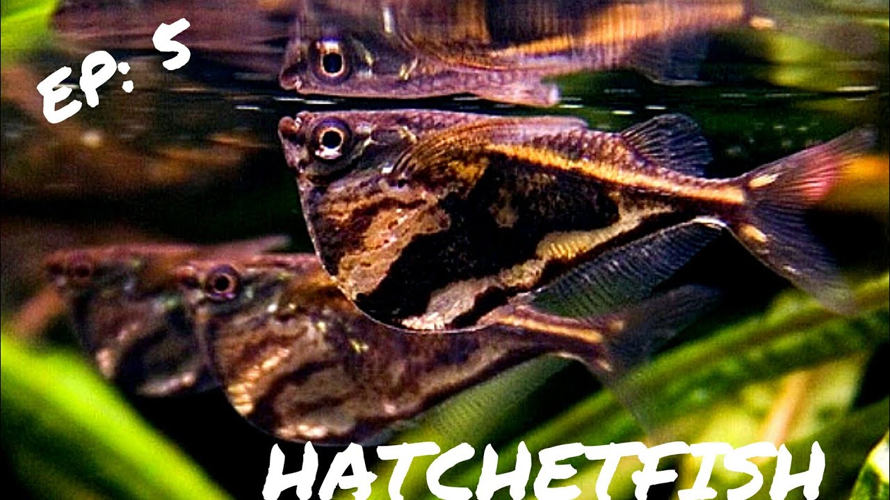 BEGINNER FISH:  HATCHETFISH