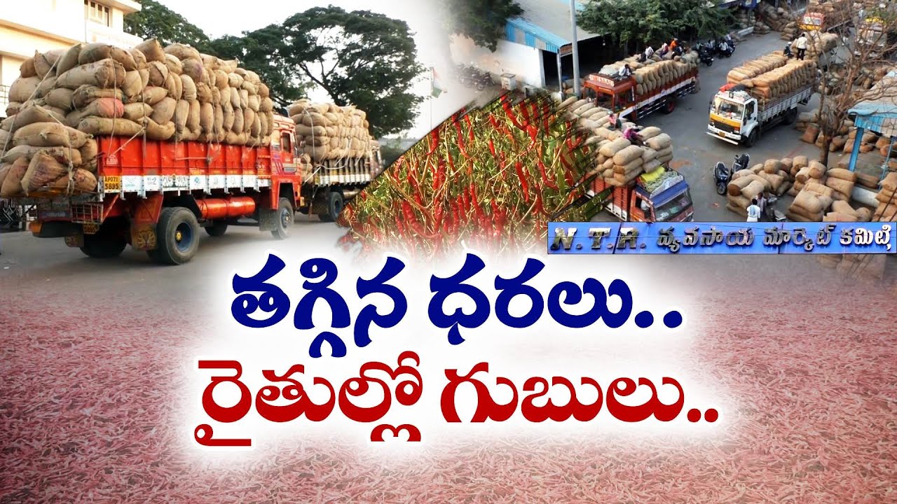 గిట్టుబాటు ధర లేక మిర్చి రైతు విలవిల | Mirchi Farmers Struggle | Guntur
