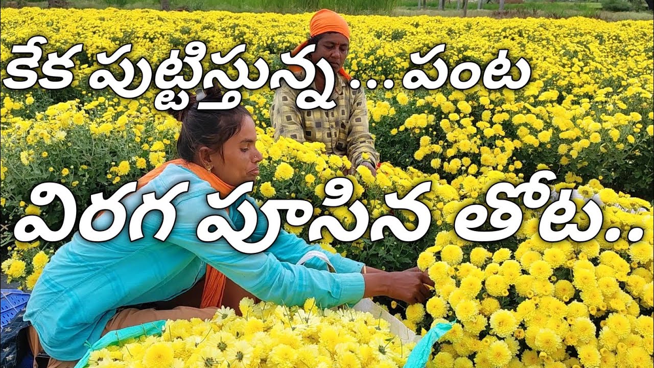 పసుపు&తెల్ల చామంతి సాగు చేసే విధానం వివరణ// Yellow & White colour Chamanthi farming explanation//