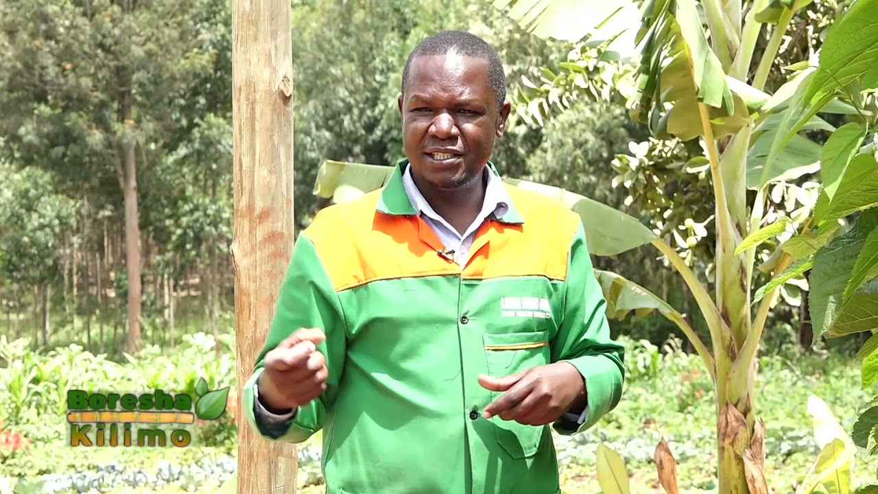 Shamba la vyakula ambayo ukivila hutazeeka Kikuyu Pt 1