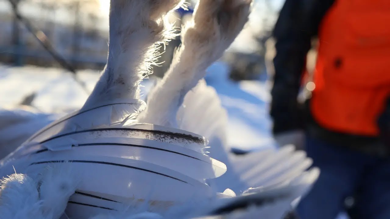 Chasse du Lagop&egrave;de 2024- Willow Ptarmigan hunt northern Quebec 2024