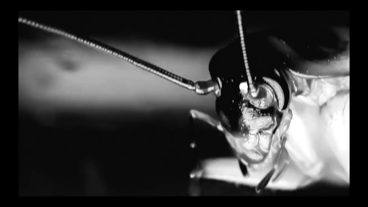 Greg Puciato - Fire For Water