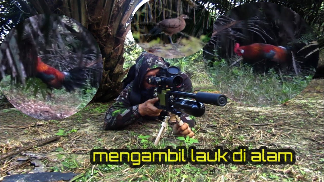 Target ayam hutan  💥T AP A U ‼️