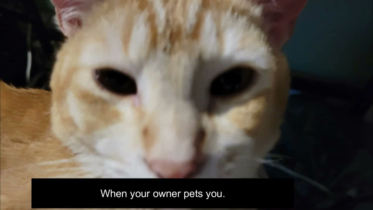 Sunshine meme