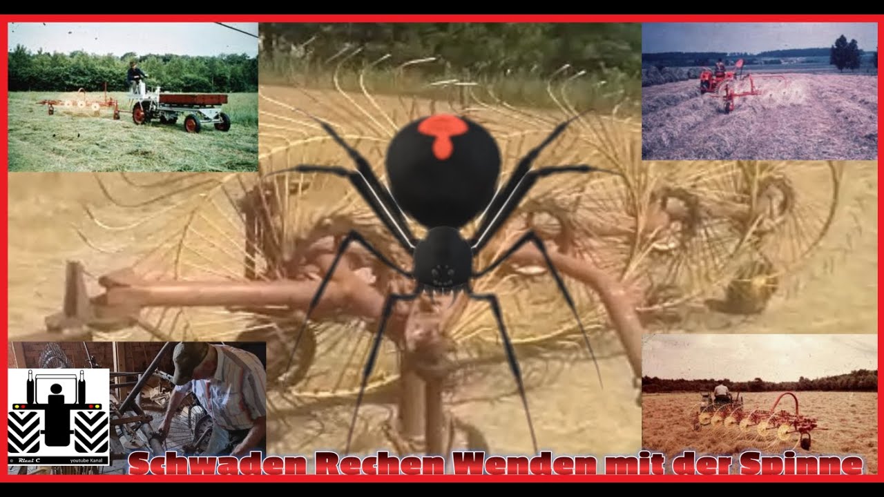 #RicciC Die Geschichte der Spinne von Bautz, Sternradschwader, Sternradrechen, Zetter uvm.