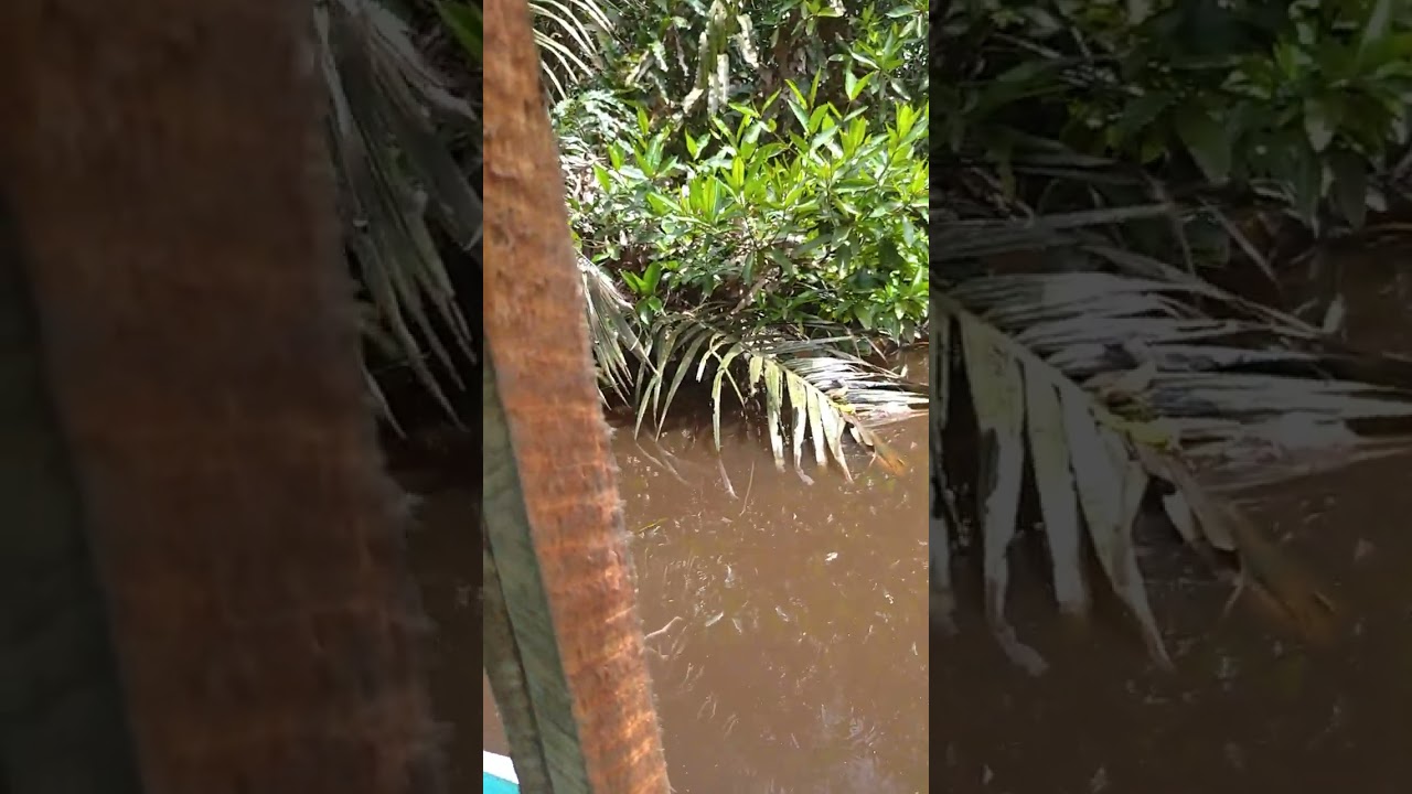 ular manau yg plg ditakuti di pulau bengkalis, pemancing di buat kalang kabut😄