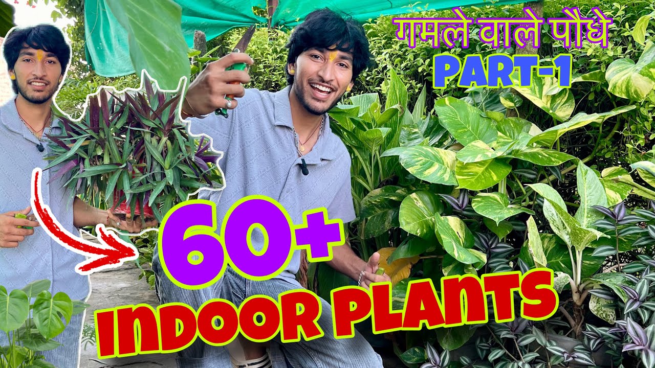 गमले वाले पौधे/indoor plants /70 pot plants 