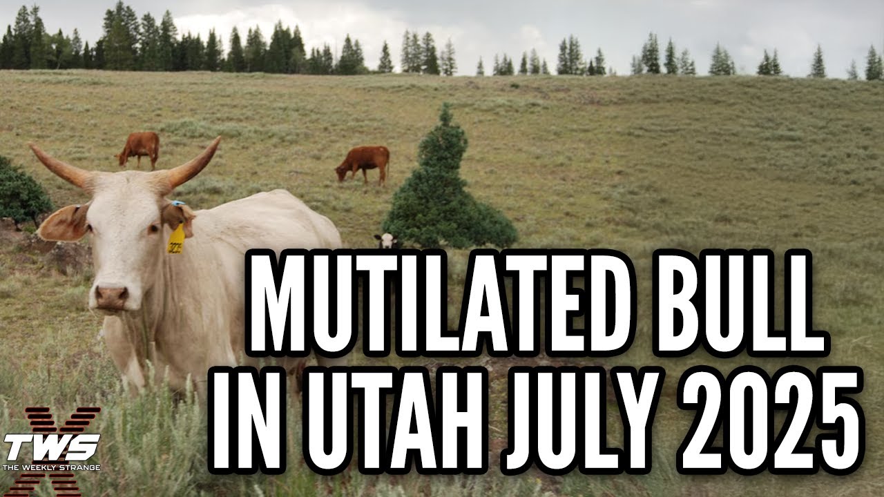The Utah Cattle Mutilation: Unsolved and Baffling (July 2025) THE WEEKLY STRANGE Episode 41