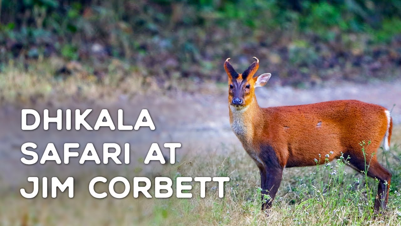 Dhikala Safari, Jim Corbett (Feb 2022) 4K Video