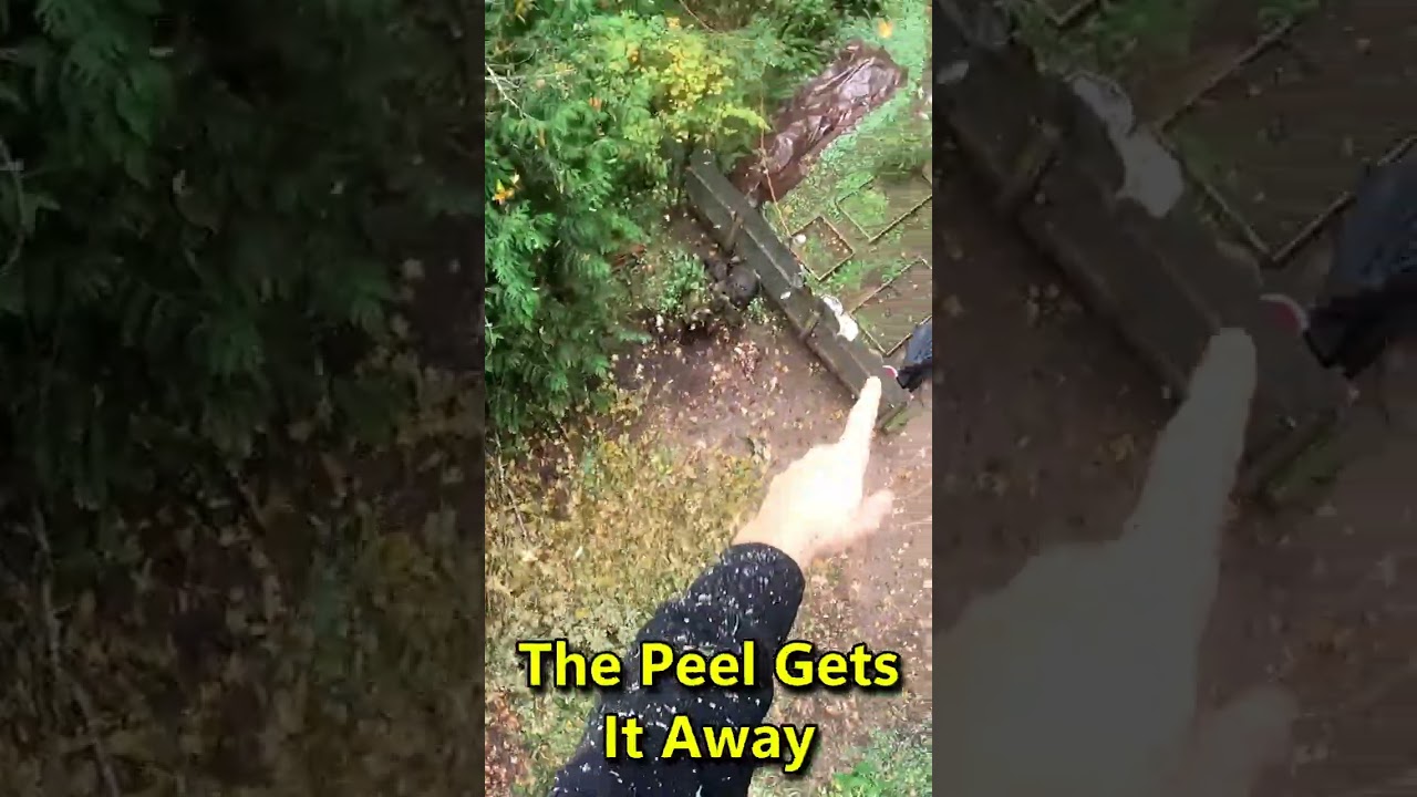 Ripping the 25cc SAW #chainsaw