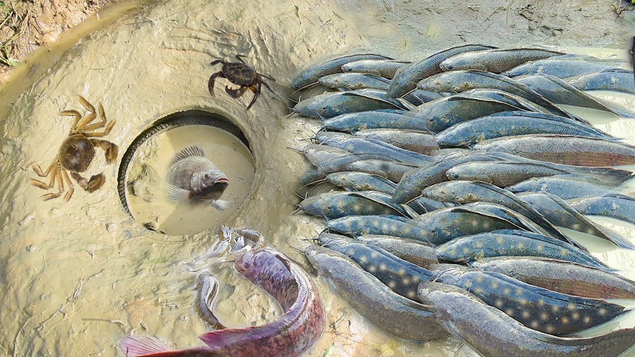 Fishing Skills-Catching Crabs & Catfish By Deep Hole Crab Trap in Mud Secretly-How to make crab trap