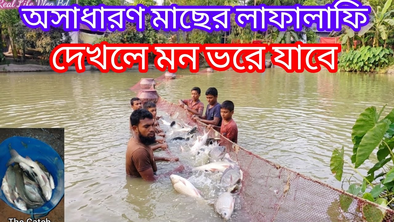 ঘেরে জাল টান দিয়ে ছোট মাছের পোনা ধরা | বিক্রির জন্য মাছ ধরা