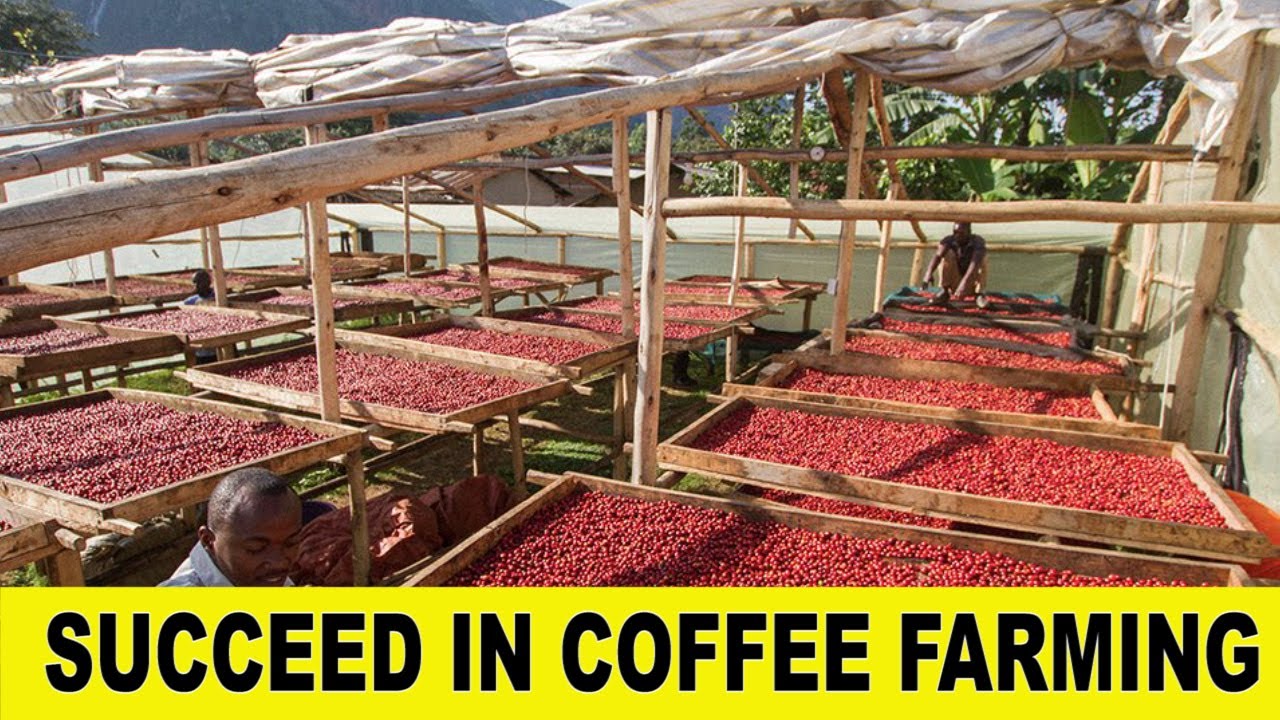 COFFEE GROWING:Is coffee farming your green money? With Mr. Buule Ronald From CECOFA