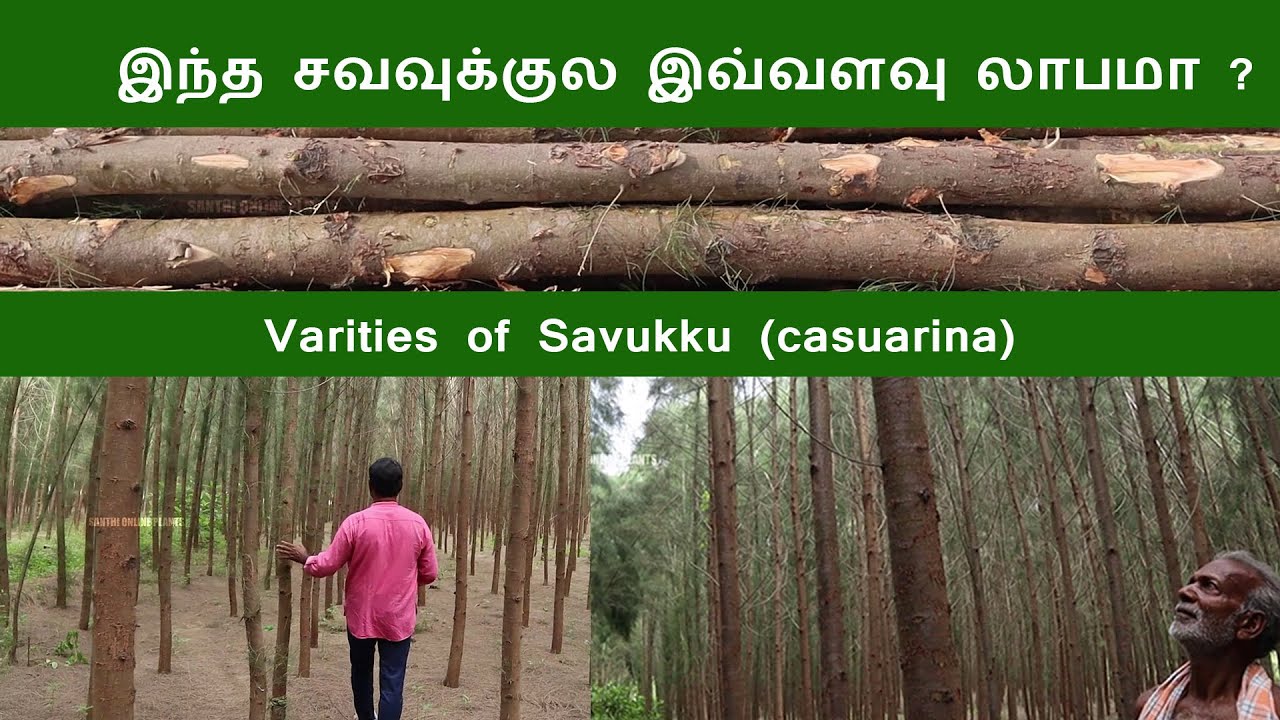 இந்த சவுக்குல இவ்வளவு லாபமா ? | varieties of savukku (casuarina)