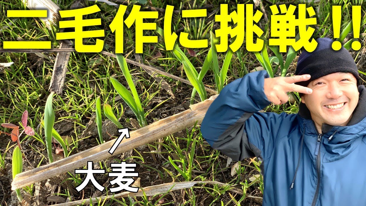 【一石三鳥】二毛作に挑戦‼大麦植えます。