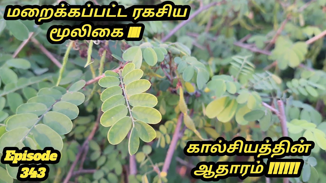 ரகசிய மூலிகை பற்றி தெரியுமா # கால்சியத்தின் ஆதாரம் இந்த மூலிகை செடி தான் #எலும்புகளை ஒட்டவைக்கும்